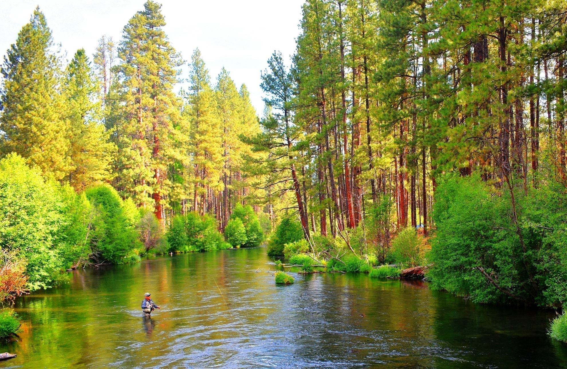 3 Pack Tungsten Bead Pheasant Tail Tactical Jig Czech Nymph Euro Nymphing Fly - Hook Size 14
