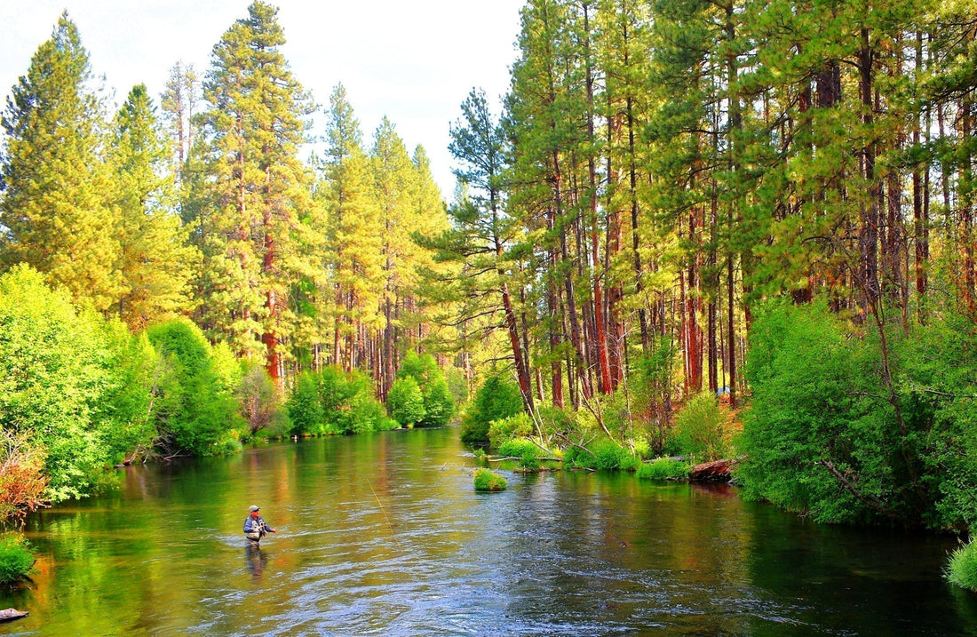 3 Pack Tungsten Bead Pheasant Tail Tactical Jig Czech Nymph Euro Nymphing Fly - Hook Size 14